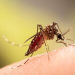 Suspek Chikungunya
