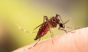 Suspek Chikungunya