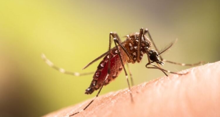 Suspek Chikungunya
