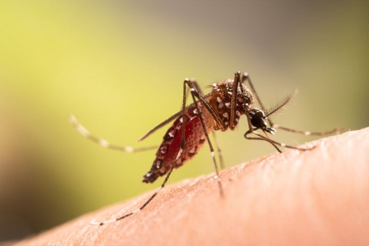Suspek Chikungunya