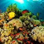 Rahasia Keindahan Terumbu Karang Bunaken yang Mendunia