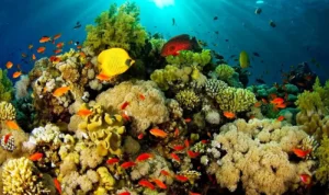 Rahasia Keindahan Terumbu Karang Bunaken yang Mendunia