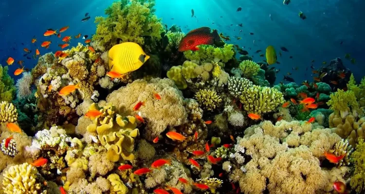Rahasia Keindahan Terumbu Karang Bunaken yang Mendunia